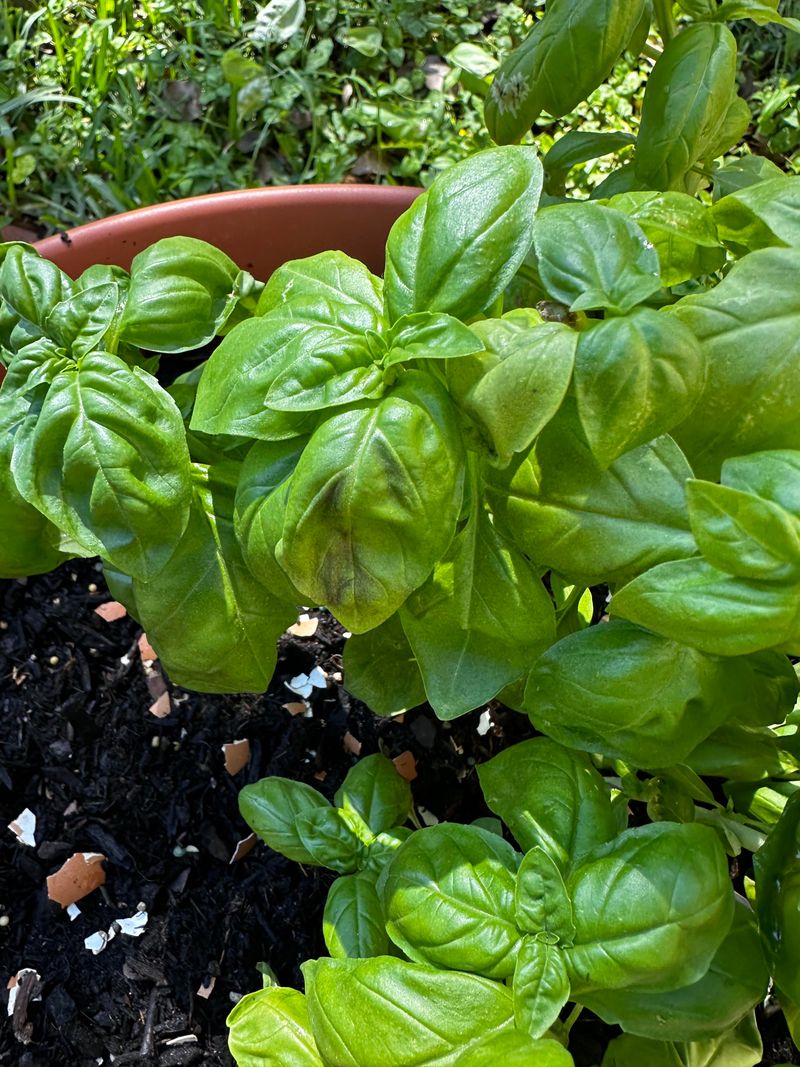 Give Tender Herbs Steadier Moisture