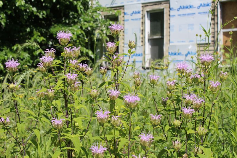 Give The Flowers Enough Sun To Put On A Show