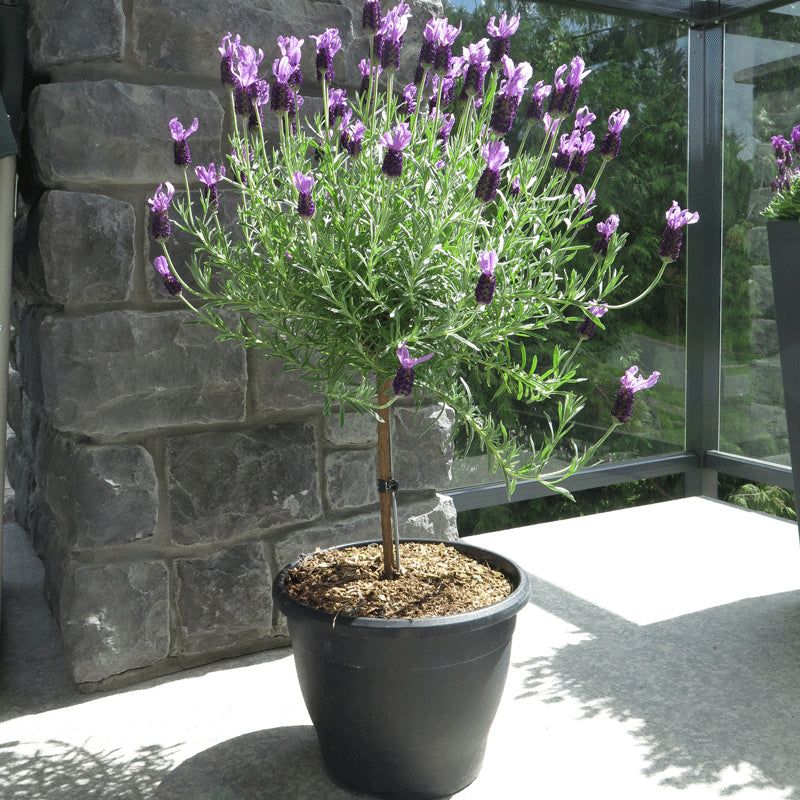 Give The Topiary Full Sun And Strong Airflow
