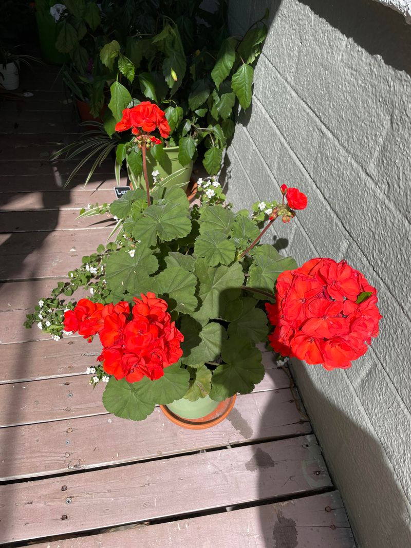 Give Them A Sunny Spot With Afternoon Breathing Room