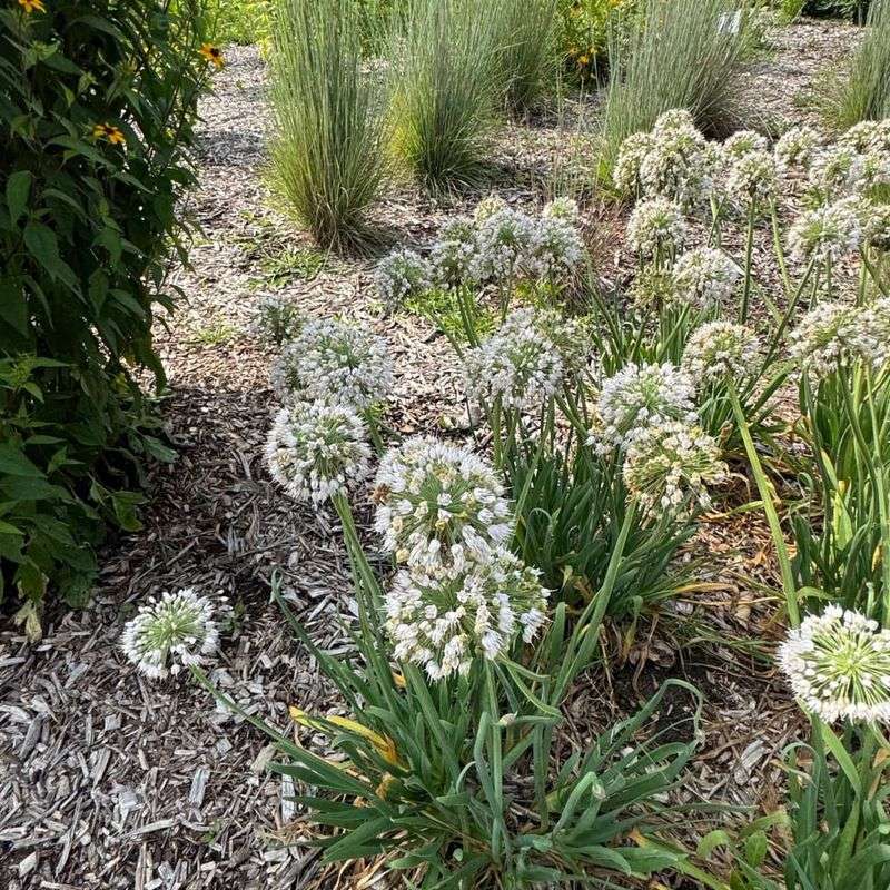 Give Them Full Sun And Fast Drainage Give Them Full Sun And Fast Drainage