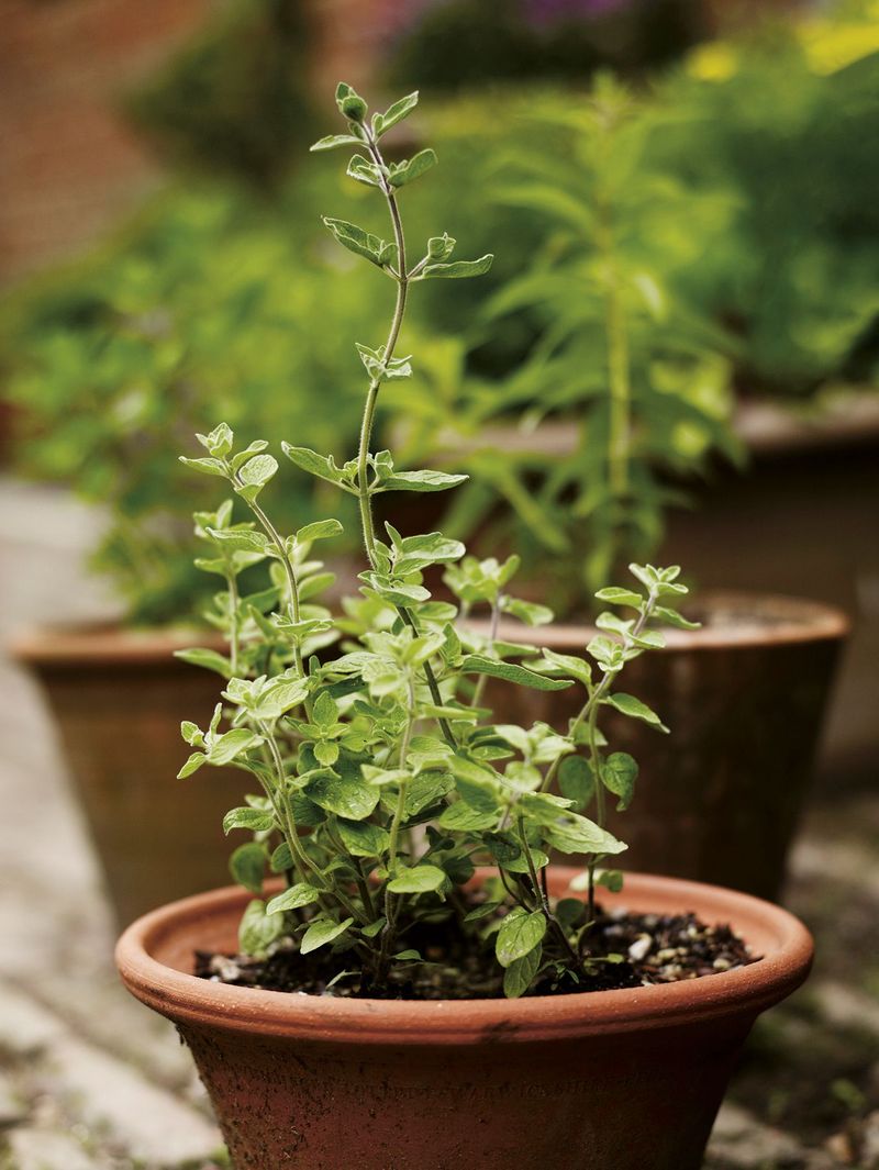 Give Thyme Drainage And Afternoon Relief