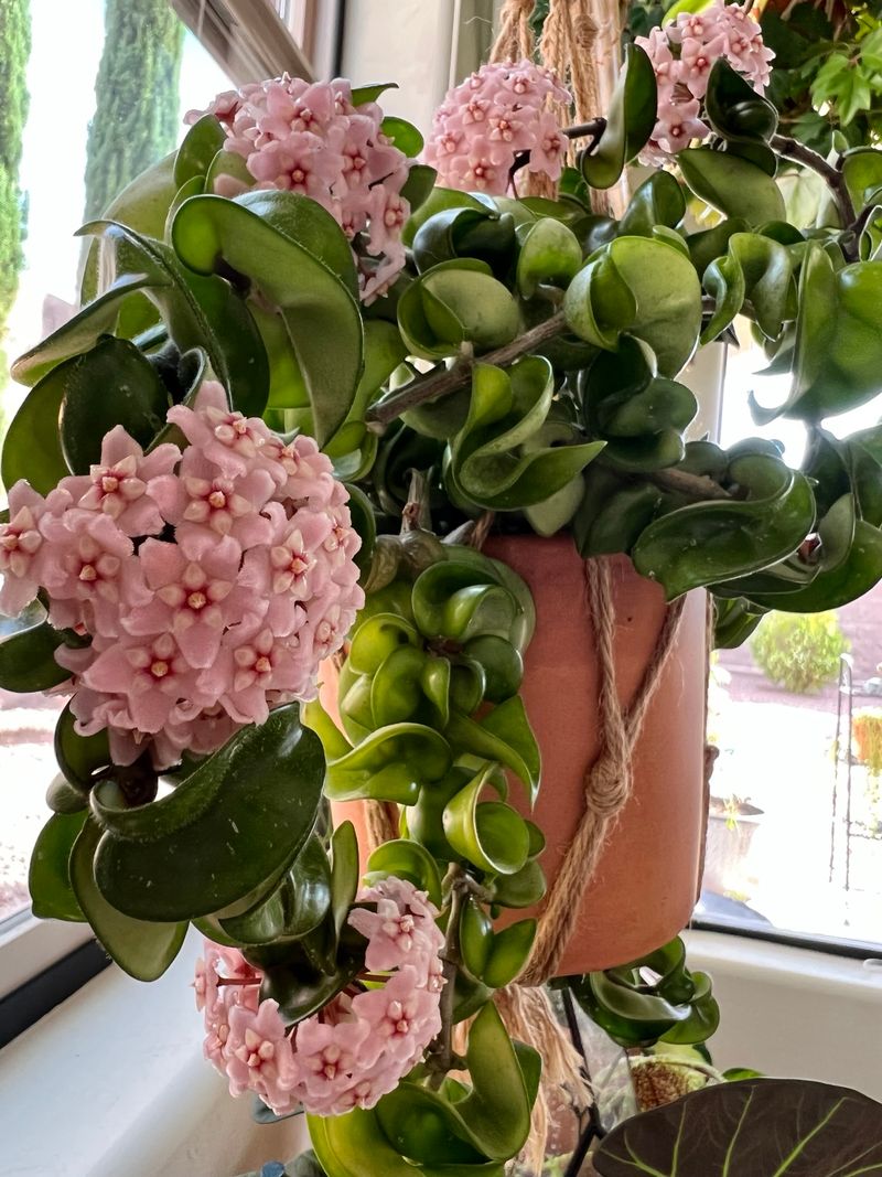 Give Your Hoya Bright Indirect Light For Stronger Growth