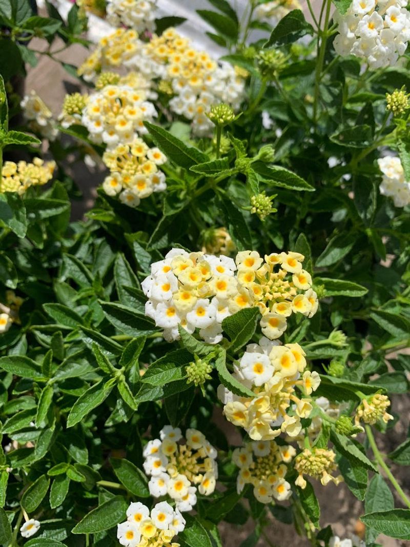 Give Your Lantana Eight Or More Hours Of Full Sun
