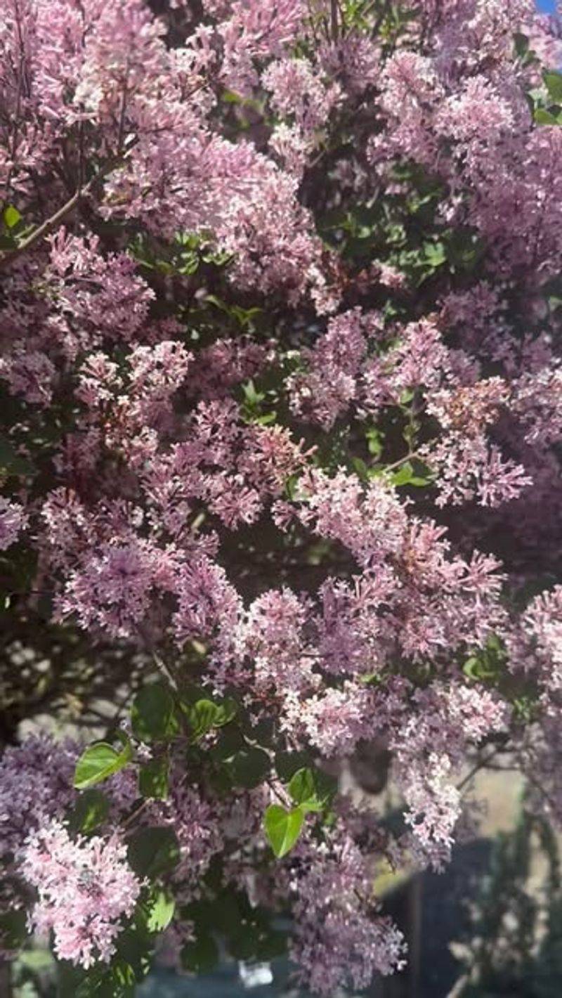 Give Your Lilacs Full Sun Every Single Day