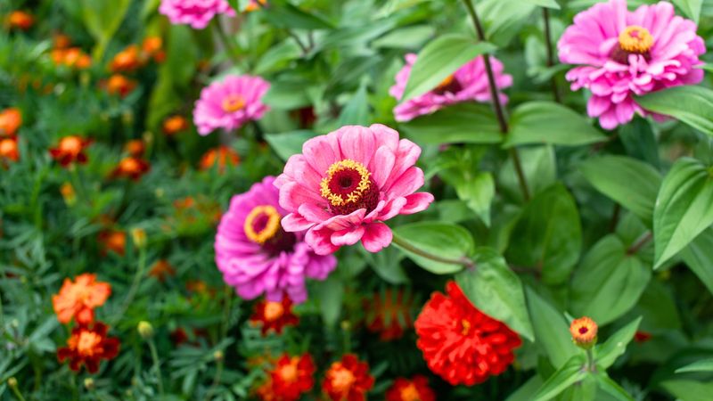 Give Zinnias More Space For Better Airflow