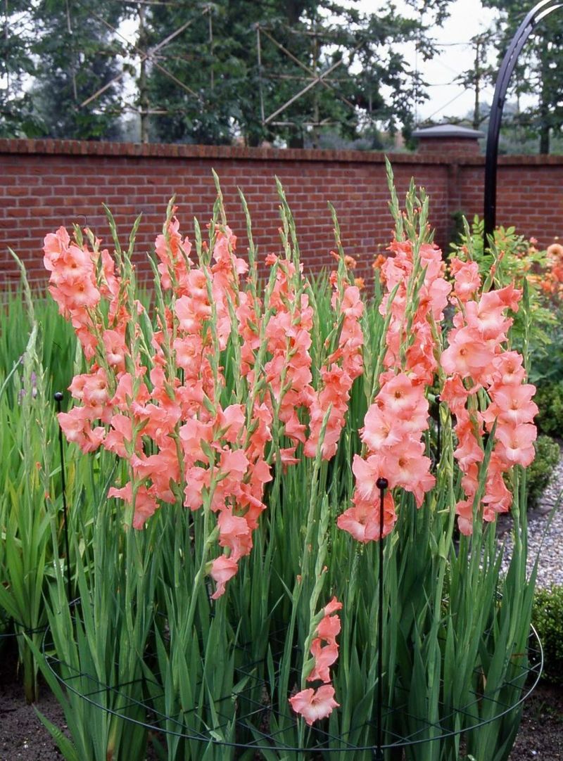 Gladiolus Gladiolus
