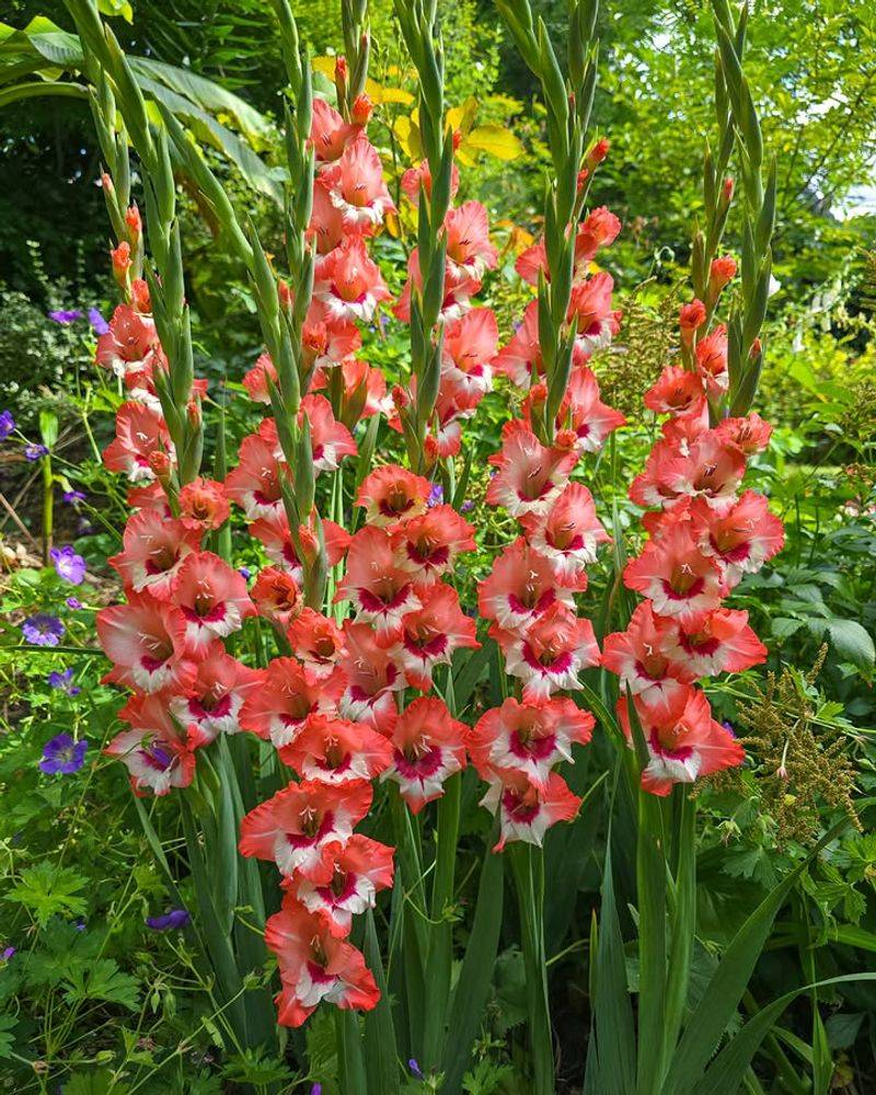 Gladiolus