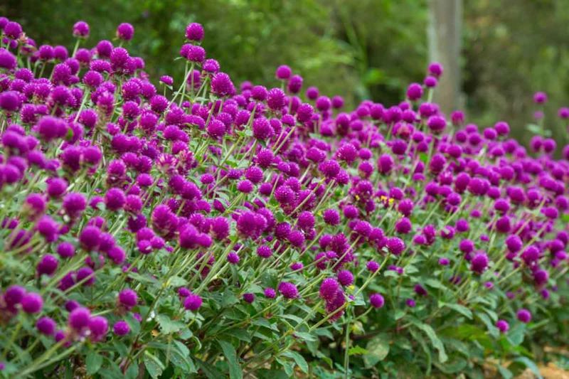 Globe Amaranth