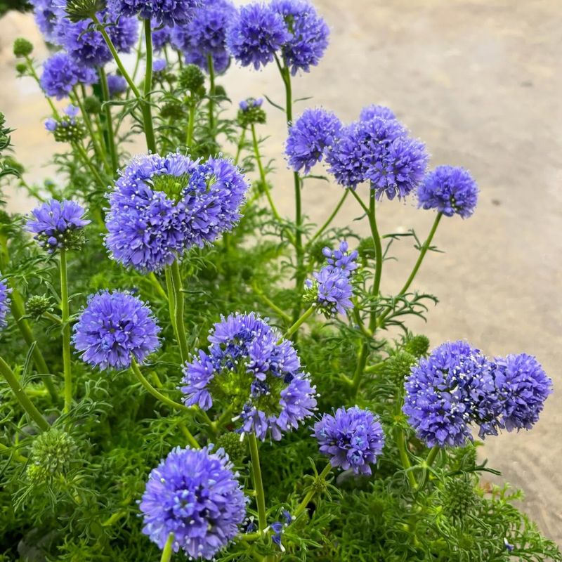 Globe Gilia Globe Gilia