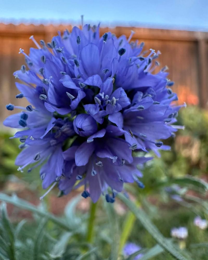 Globe Gilia