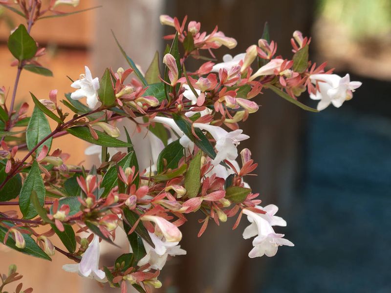 Glossy Abelia Adds Flowers Near Driveway Beds
