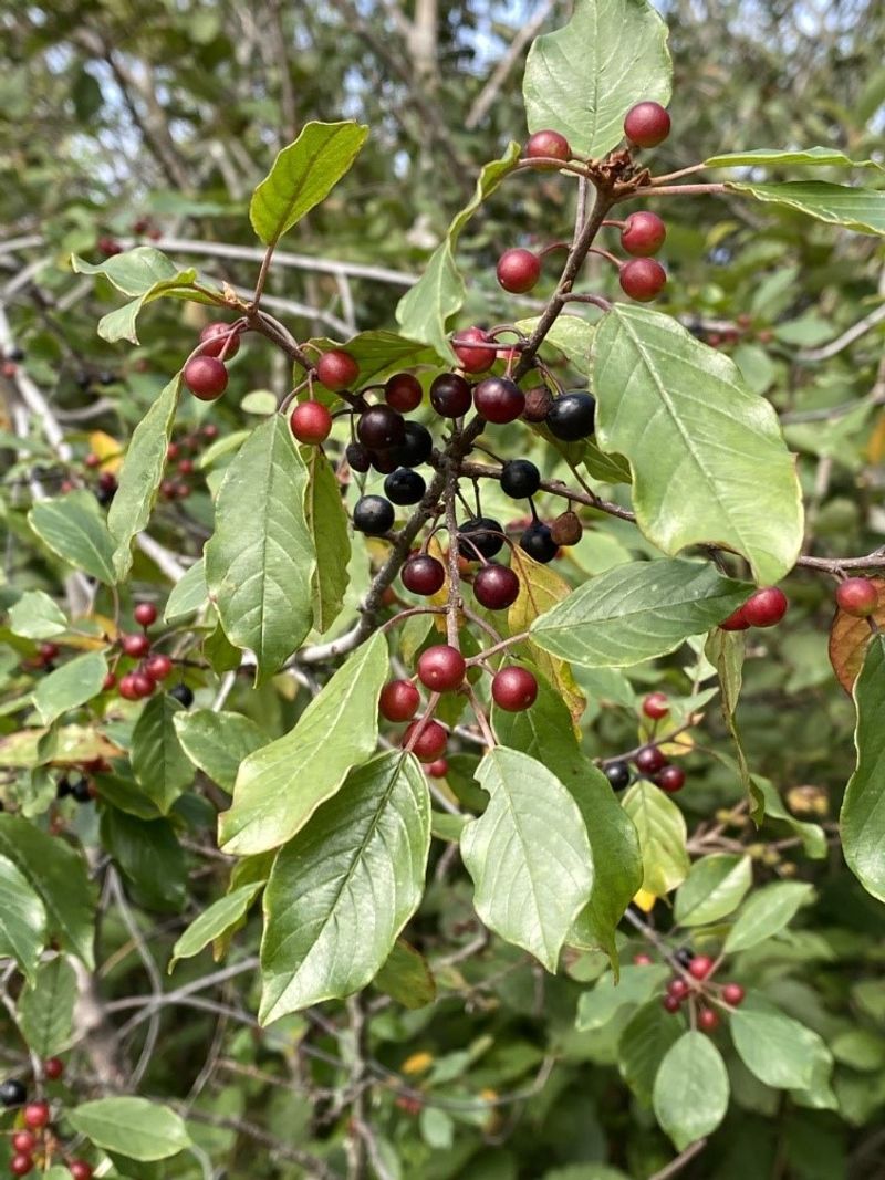 Glossy Buckthorn Is Quietly Spreading Through Moist Areas