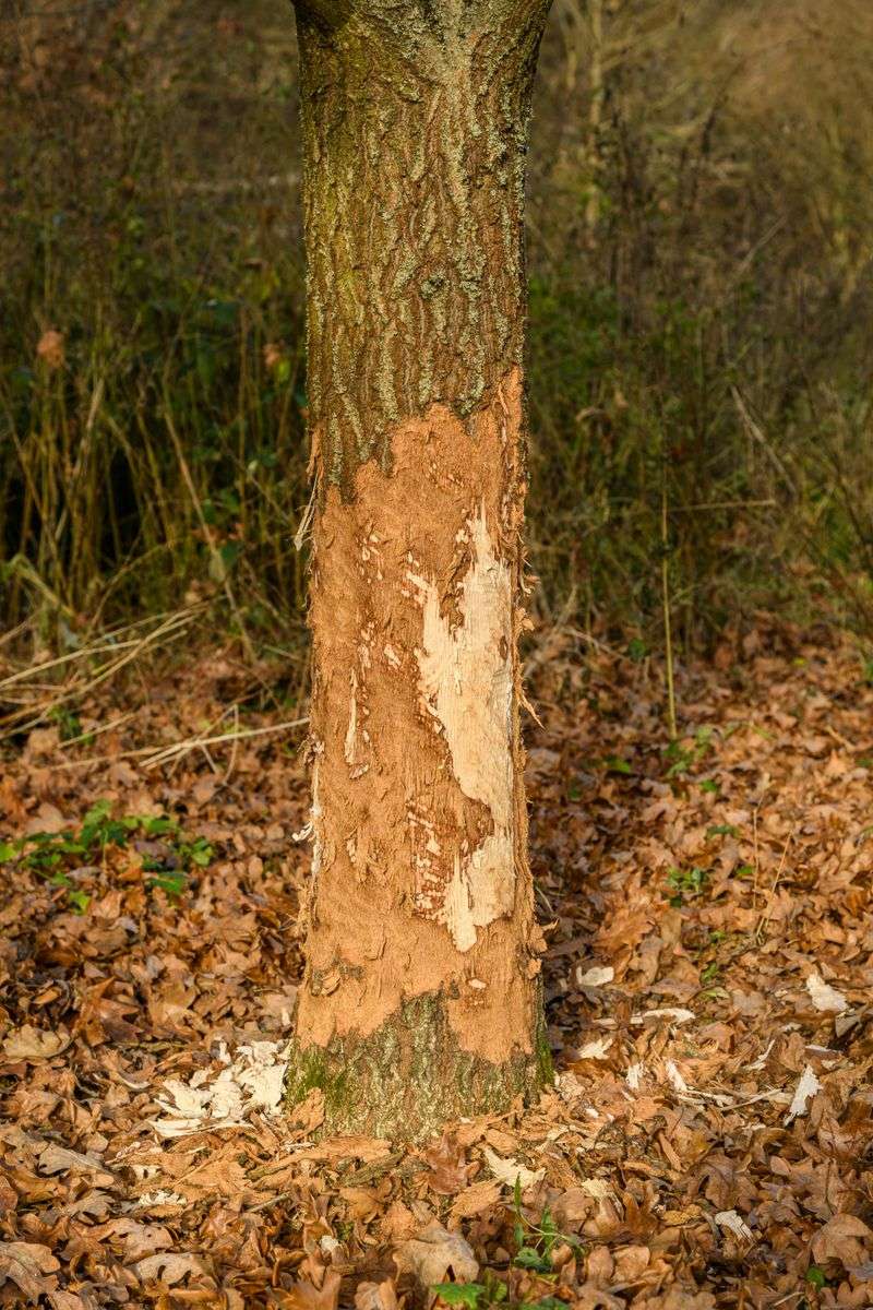 Gnaw Marks On Woody Plants Gnaw Marks On Woody Plants