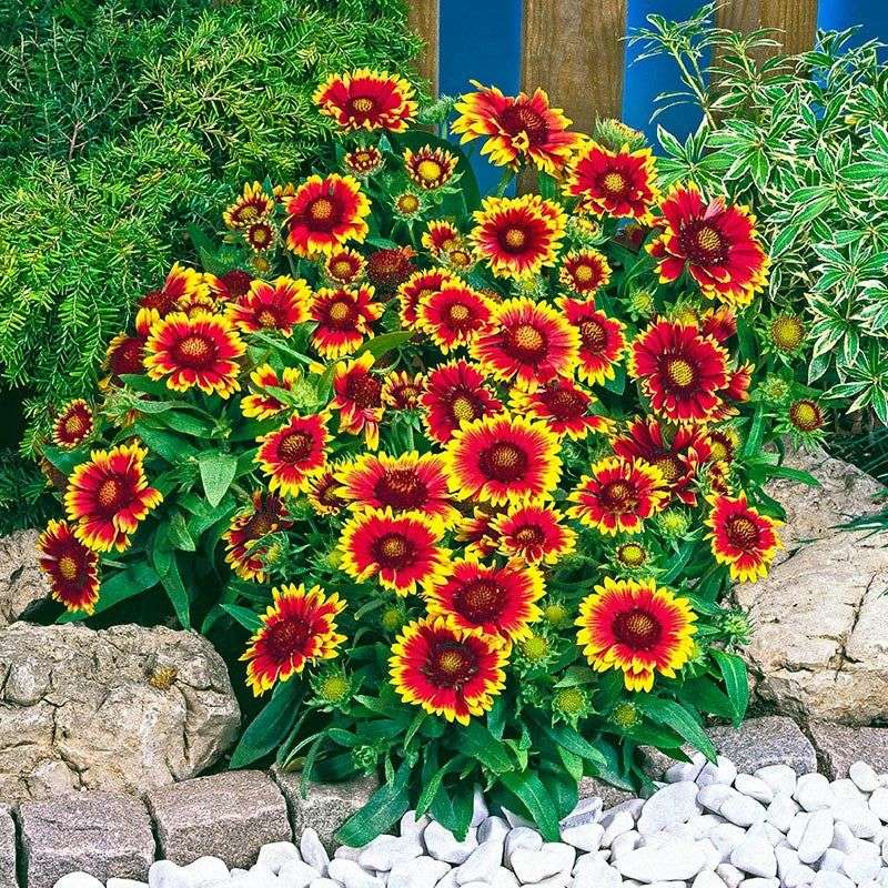 Go Easy On Blanket Flower When Summer Looks Rough