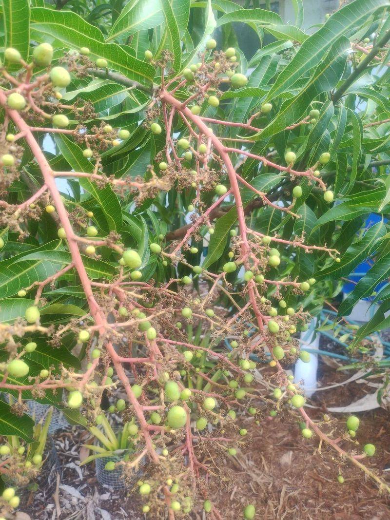 Go Easy On Fertilizer Once Fruit Sets