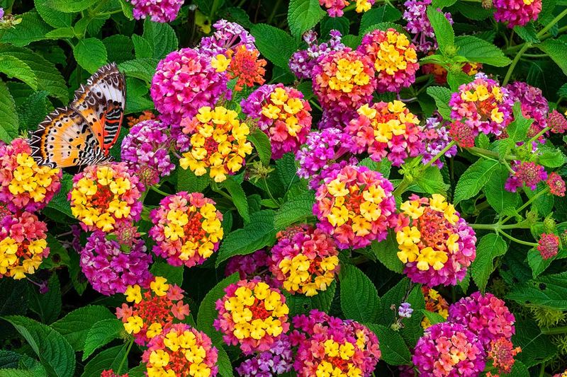 Go Easy On The Fertilizer To Maximize Blooms