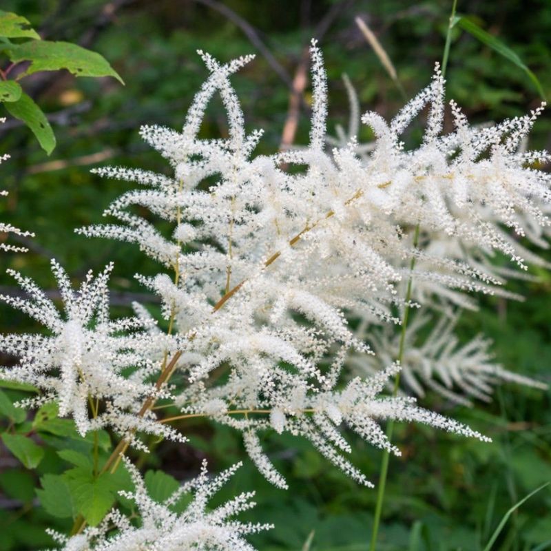 Goat's Beard Keeps Expanding Into A Large Shade Plant Goat's Beard Keeps Expanding Into A Large Shade Plant