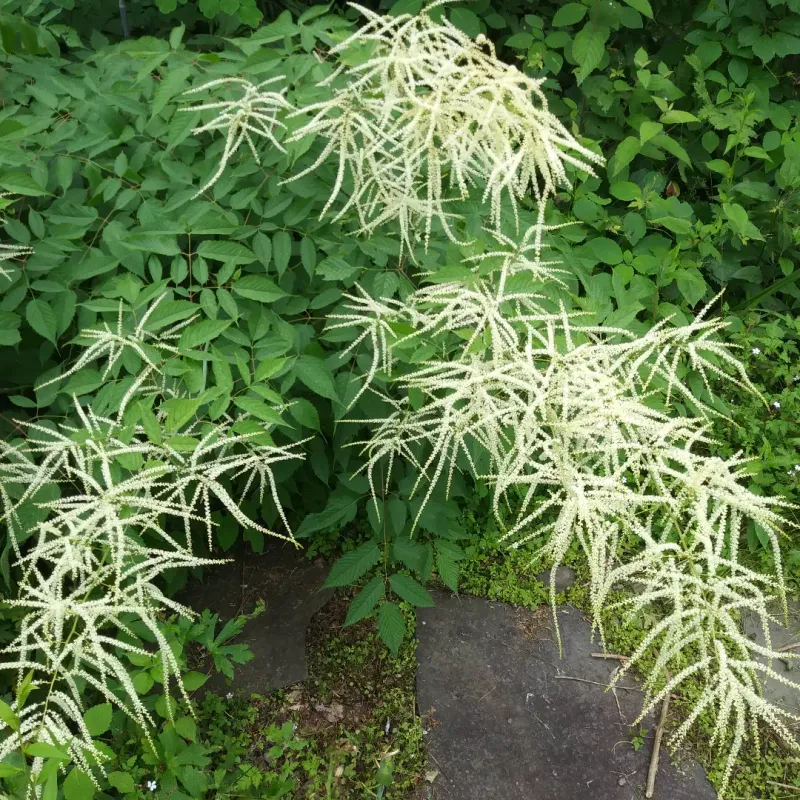 Goat's Beard