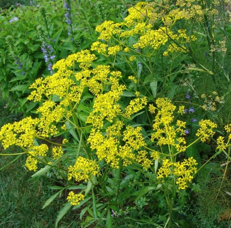 Golden Alexander Starts The Season With Pollinator Rich Yellow Blooms Golden Alexander Starts The Season With Pollinator Rich Yellow Blooms