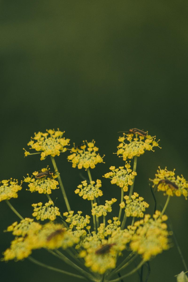 Golden Alexanders