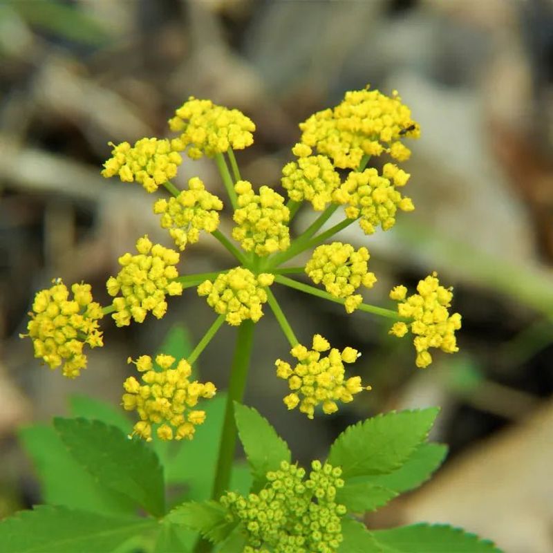 Golden Alexanders Feed Pollinators In Late May