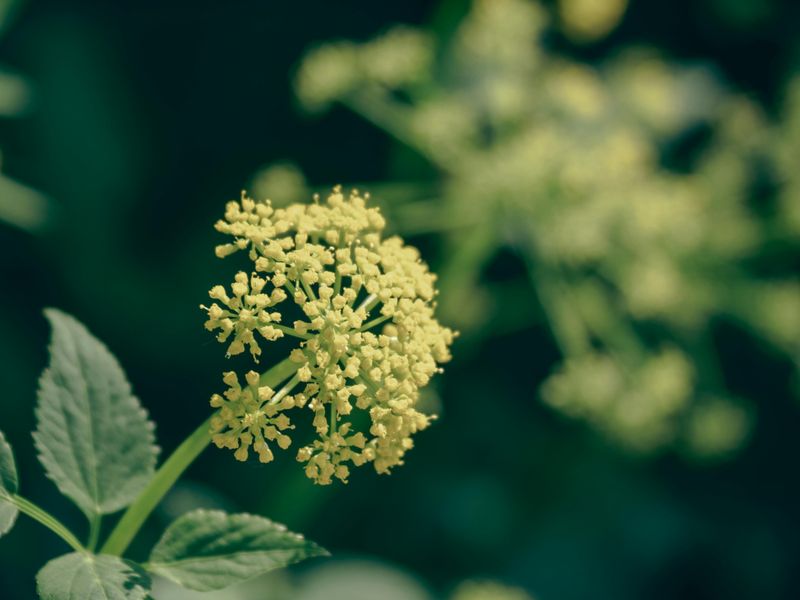 Golden Alexanders (Zizia Aurea)