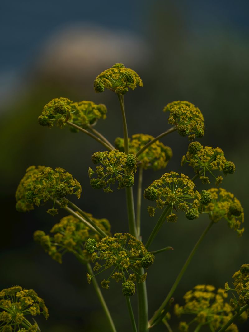 Golden Alexanders