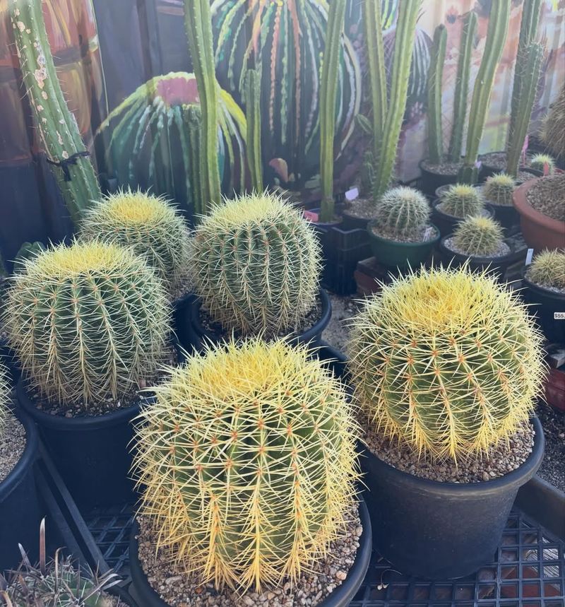 Golden Barrel Stays Healthy In Rocky Dry Soil