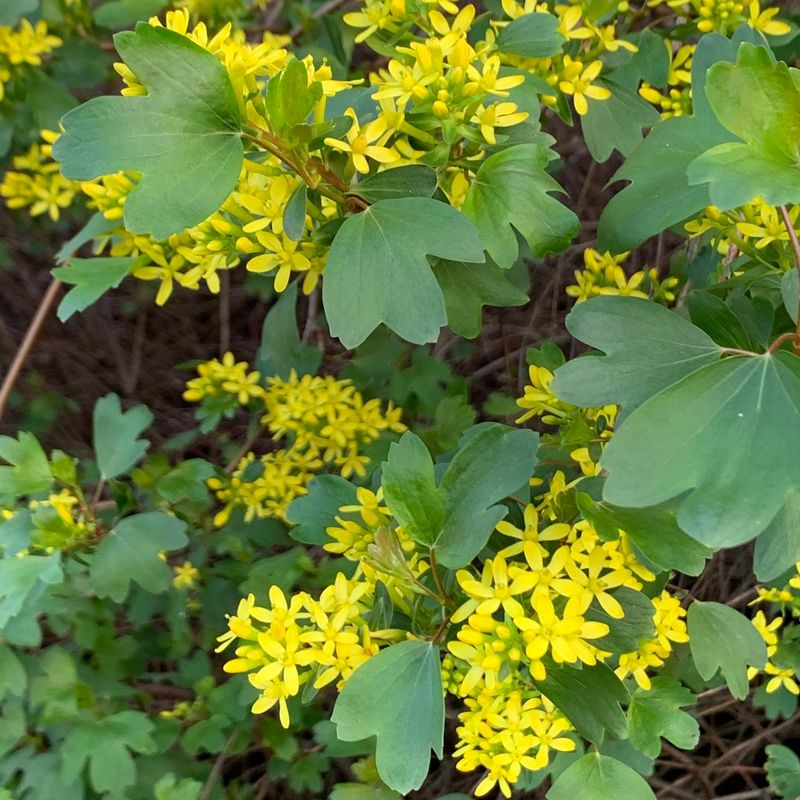 Golden Currant