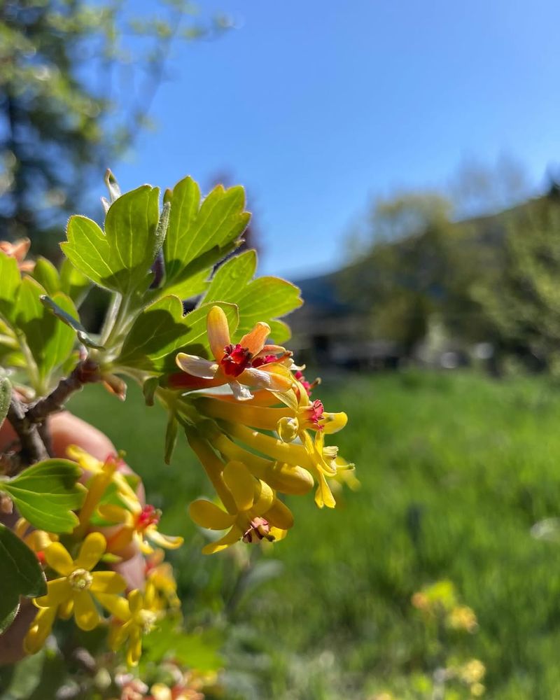 Golden Currant