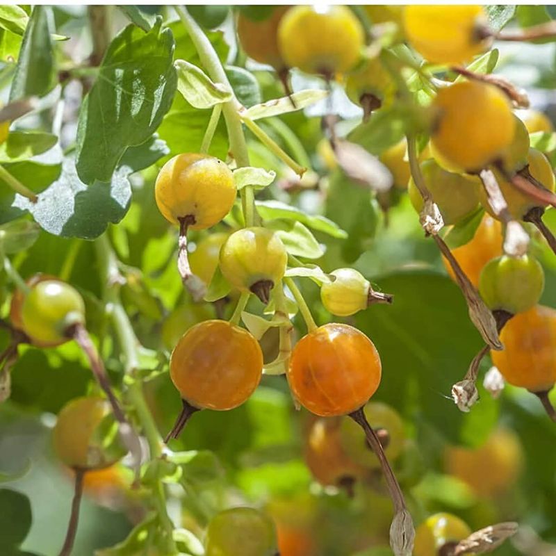 Golden Currant