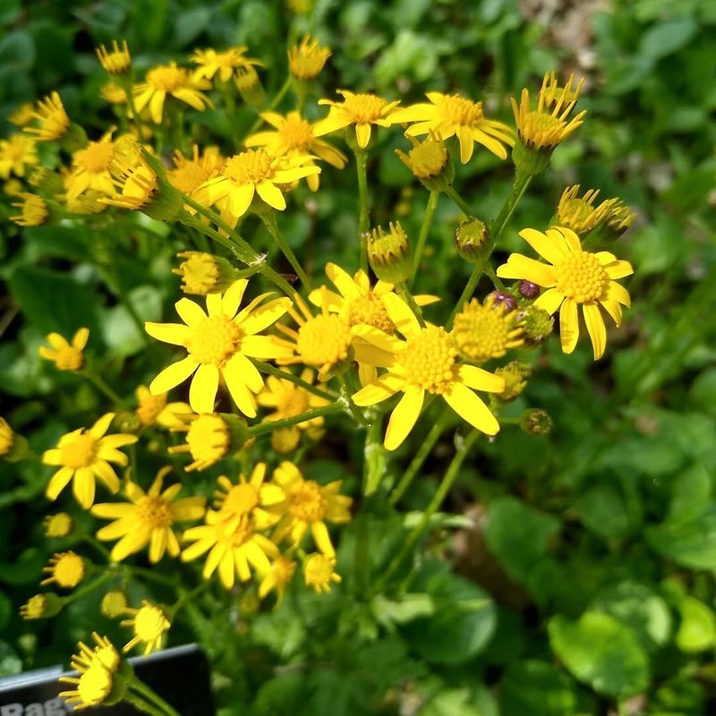 Golden Ragwort Golden Ragwort
