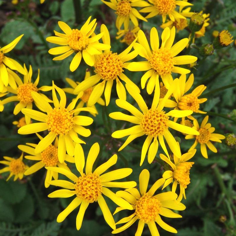 Golden Ragwort Naturally Expands Through Shade Gardens