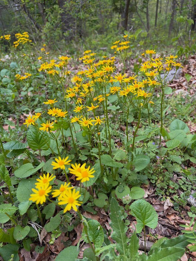 Golden Ragwort (Packera aurea)