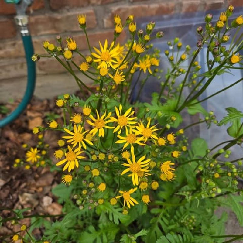 Golden Ragwort Golden Ragwort
