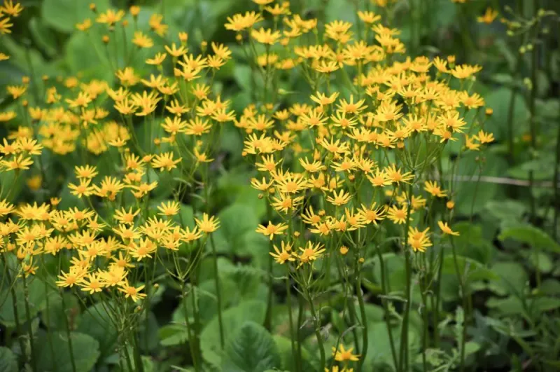 Golden Ragwort