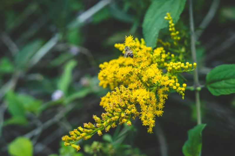 Goldenrod