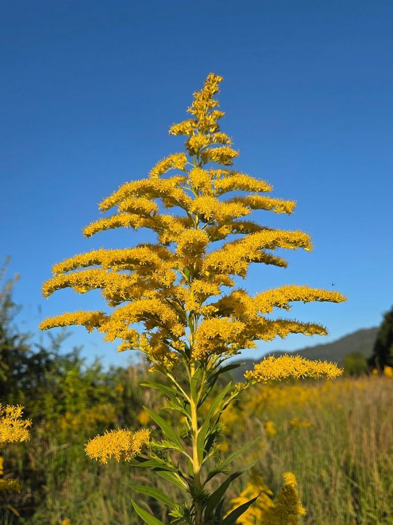 Goldenrod Goldenrod