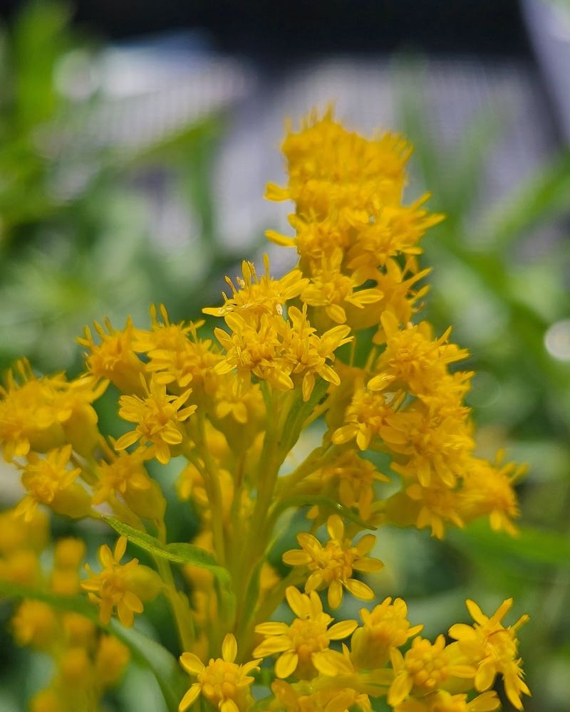Goldenrod Goldenrod