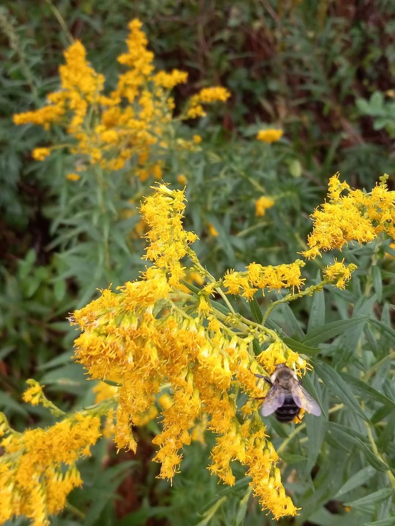 Goldenrod