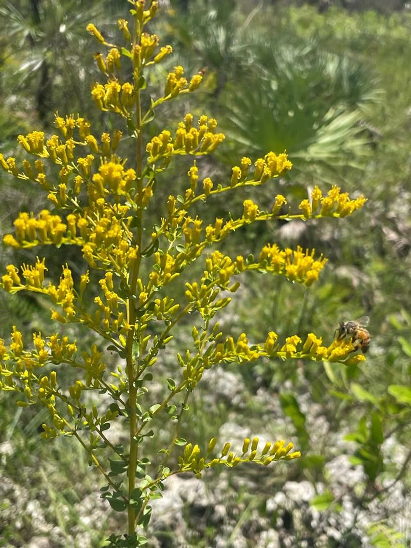 Goldenrod Attracts Small Insects Fireflies Feed On
