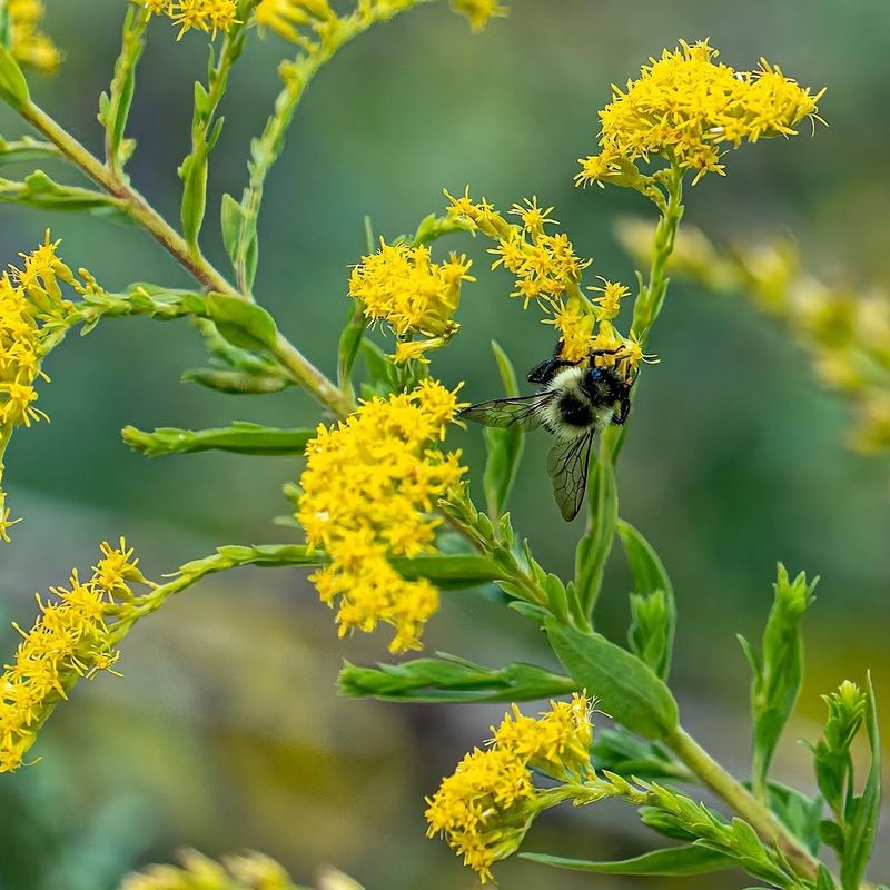 Goldenrod Feeds Pollinators Late In The Season
