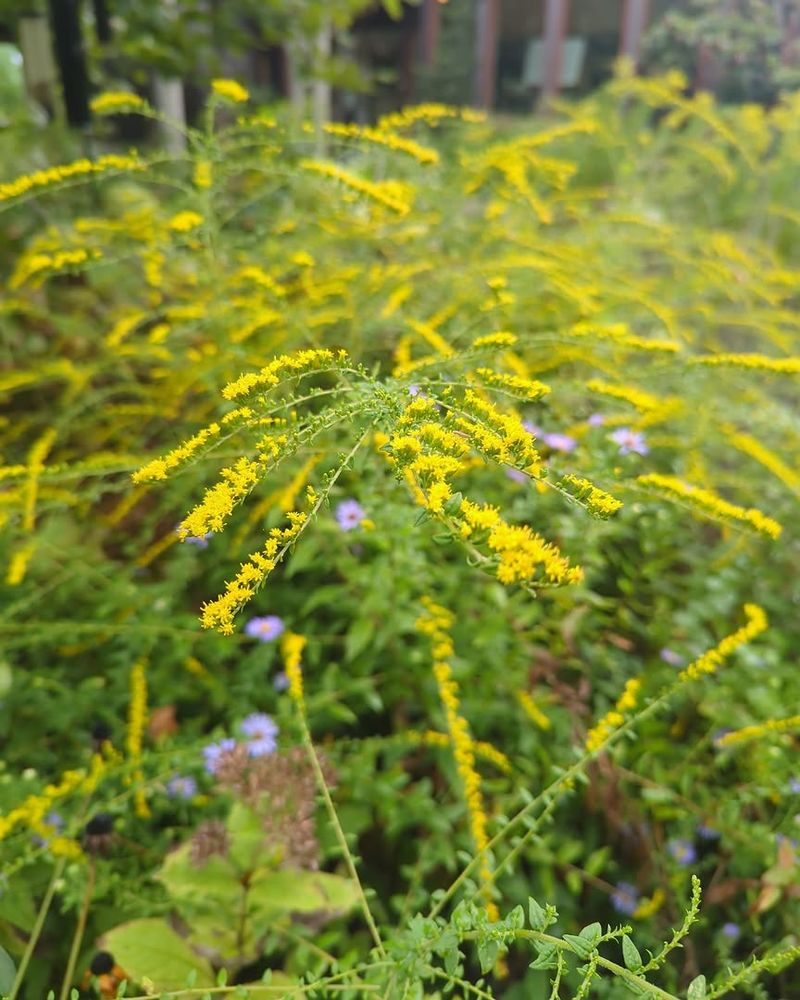 Goldenrod Fills Late Season Gaps When Annuals Fade
