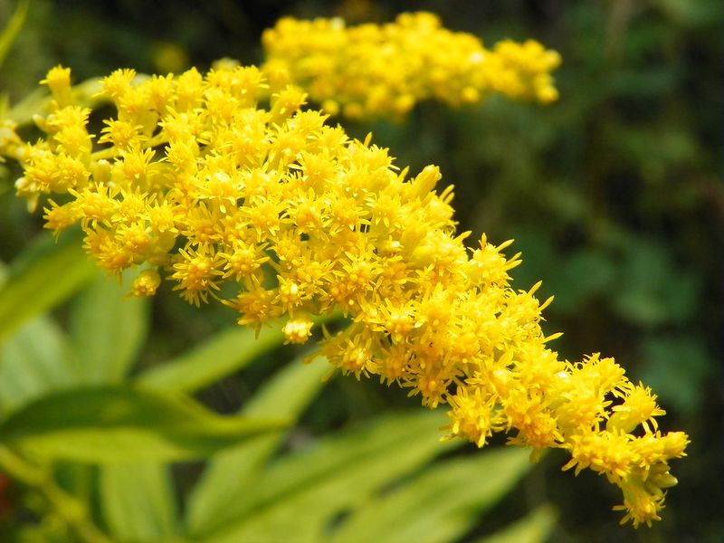 Goldenrod Helps Build A Healthier Native Garden