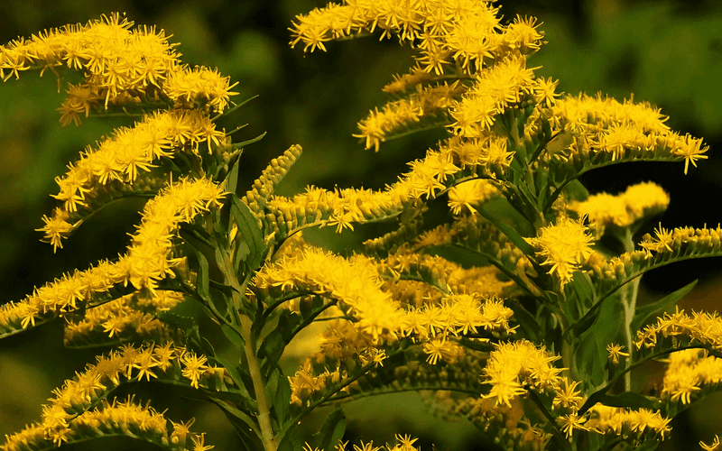 Goldenrod Is The Most Useful Native Perennial In Pennsylvania