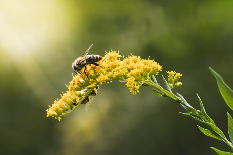 Goldenrod Is The Real Gold Rush Of The Colorado Garden