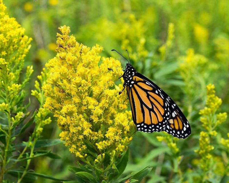 Goldenrod Keeps Late Nectar Flowing