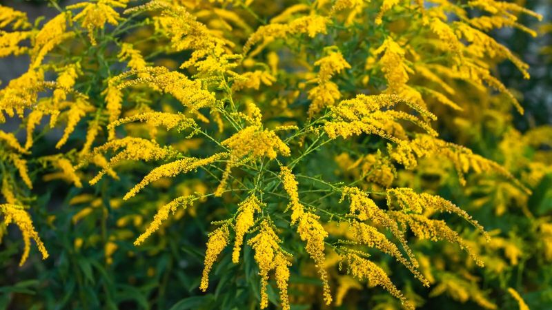 Goldenrod Keeps The Garden Buzzing