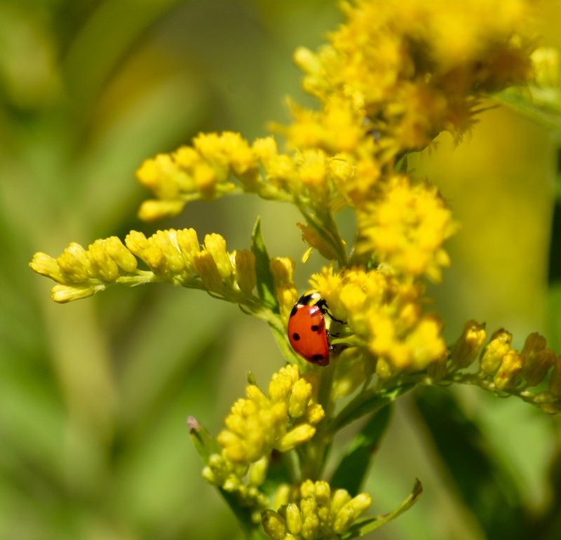 Goldenrod Supports Ladybugs Later In The Season